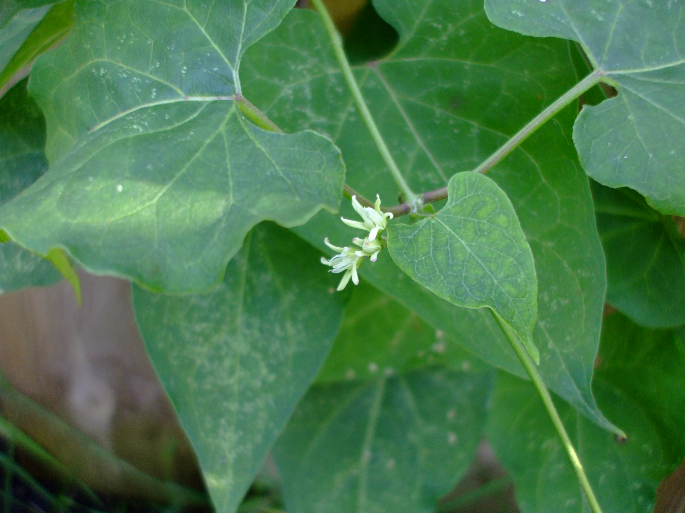Cynanchum laeve